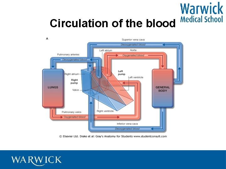 Circulation of the blood 