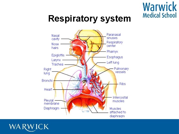 Respiratory system 