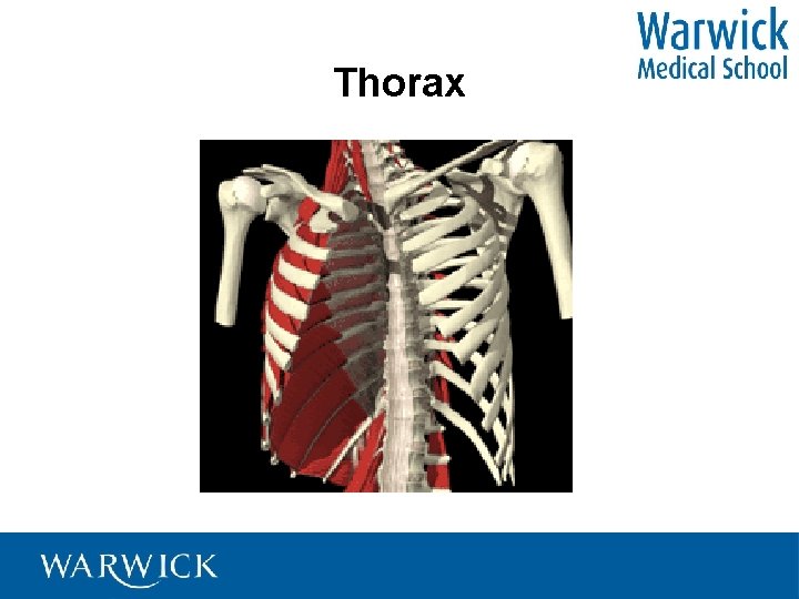 Thorax 