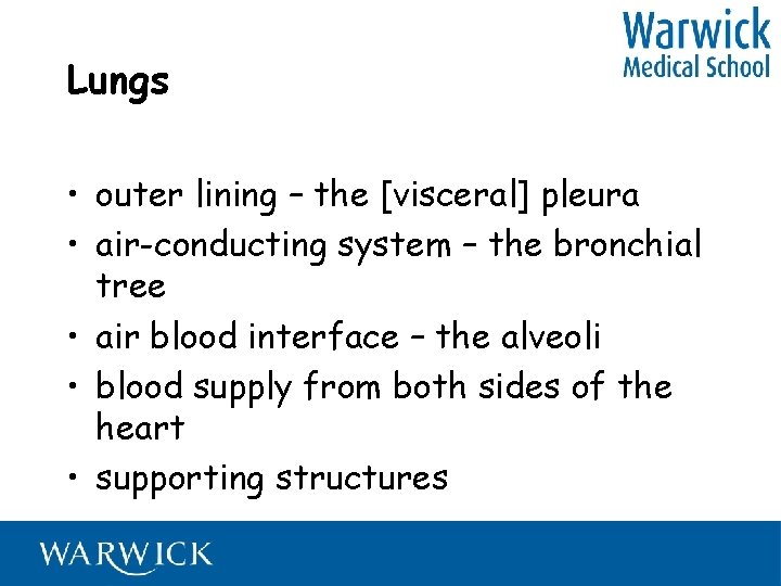 Lungs • outer lining – the [visceral] pleura • air-conducting system – the bronchial