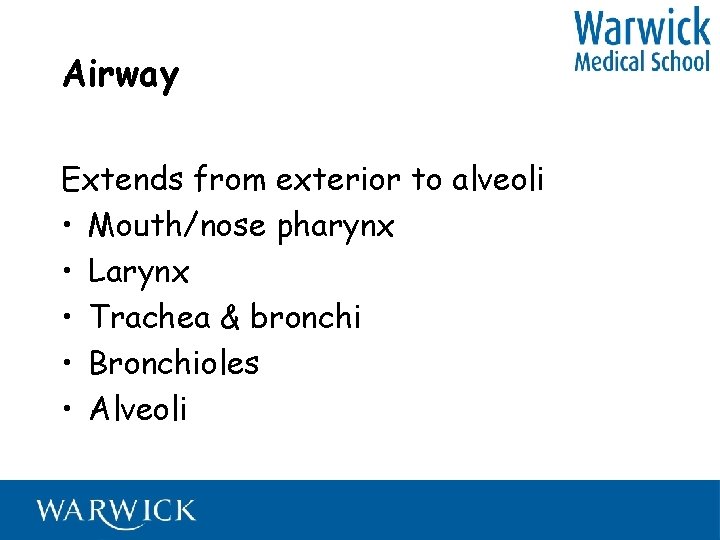 Airway Extends from exterior to alveoli • Mouth/nose pharynx • Larynx • Trachea &