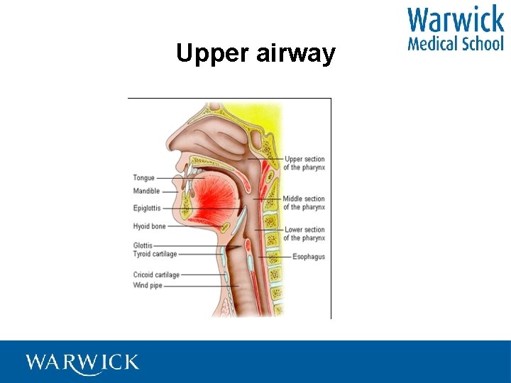 Upper airway 