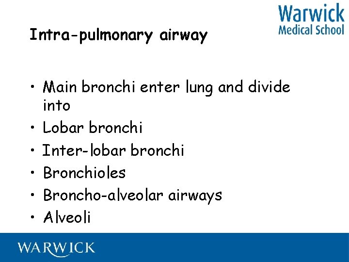 Intra-pulmonary airway • Main bronchi enter lung and divide into • Lobar bronchi •