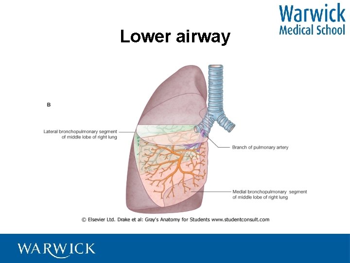 Lower airway 