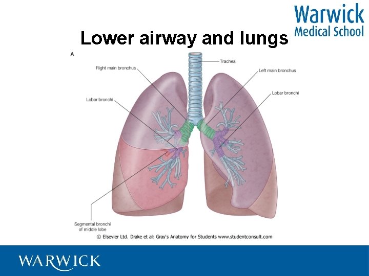 Lower airway and lungs 