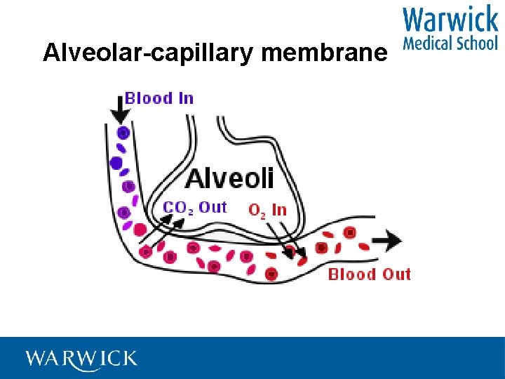 Alveolar-capillary membrane 