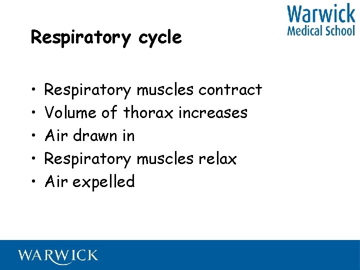 Respiratory cycle • • • Respiratory muscles contract Volume of thorax increases Air drawn