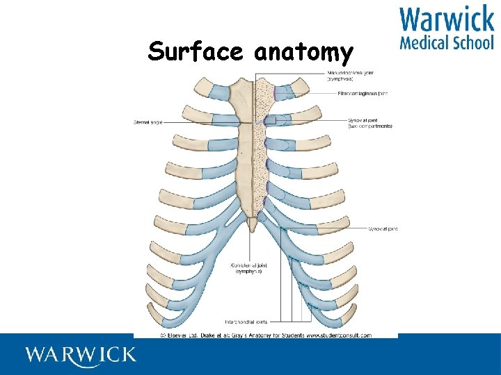 Surface anatomy 