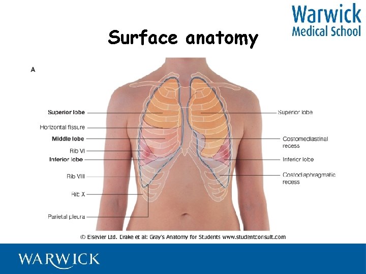 Surface anatomy 
