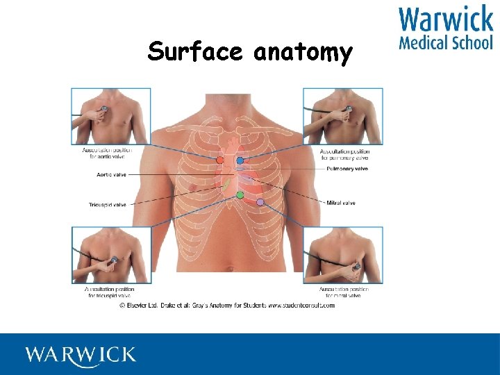 Surface anatomy 