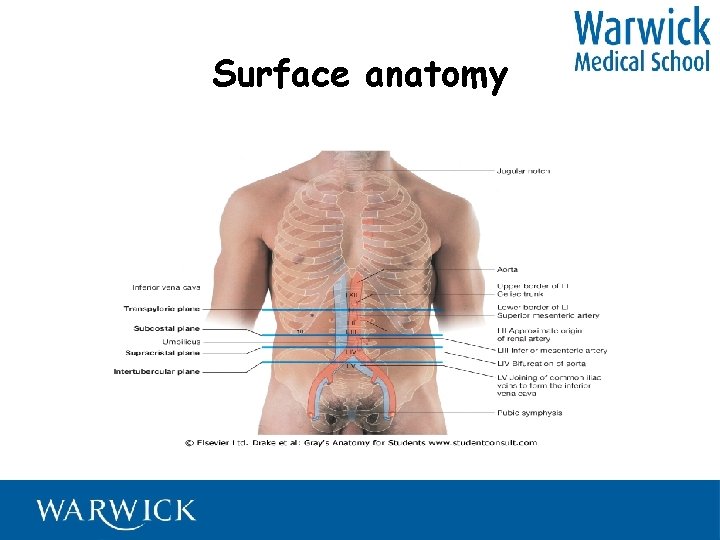 Surface anatomy 