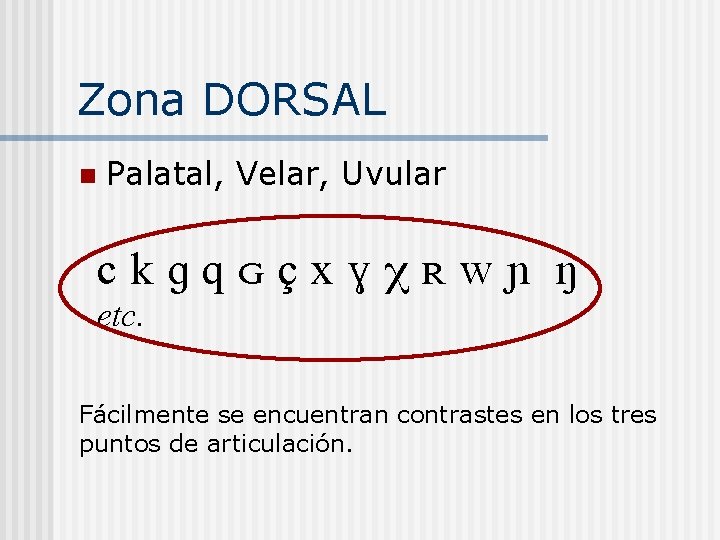 Zona DORSAL n Palatal, Velar, Uvular ckg x N etc. Fácilmente se encuentran contrastes