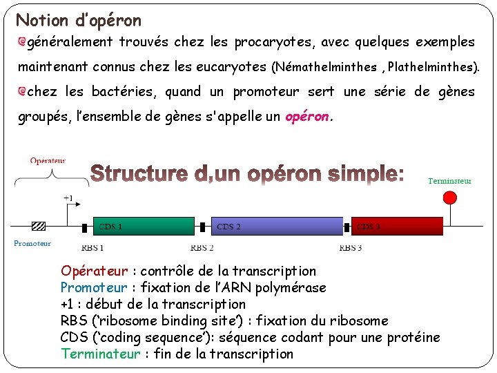 Notion d’opéron généralement trouvés chez les procaryotes, avec quelques exemples maintenant connus chez les