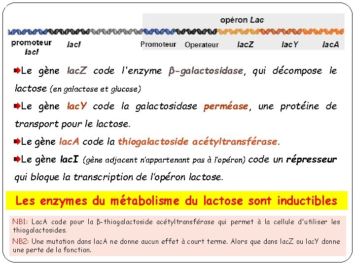 Le gène lac. Z code l'enzyme β-galactosidase, qui décompose le lactose (en galactose et