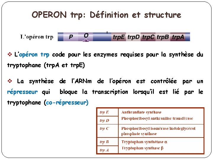 OPERON trp: Définition et structure v L’opéron trp code pour les enzymes requises pour