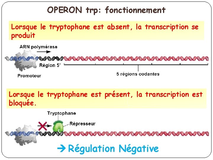 OPERON trp: fonctionnement Lorsque le tryptophane est absent, la transcription se produit Lorsque le