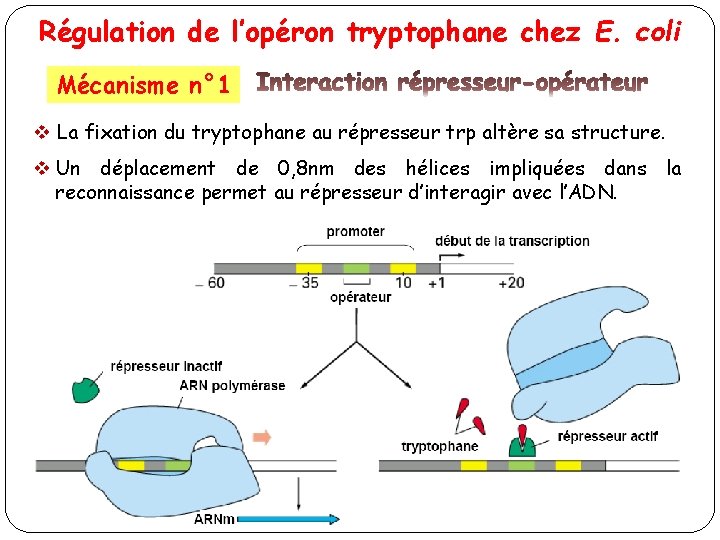 Régulation de l’opéron tryptophane chez E. coli Mécanisme n° 1 v La fixation du
