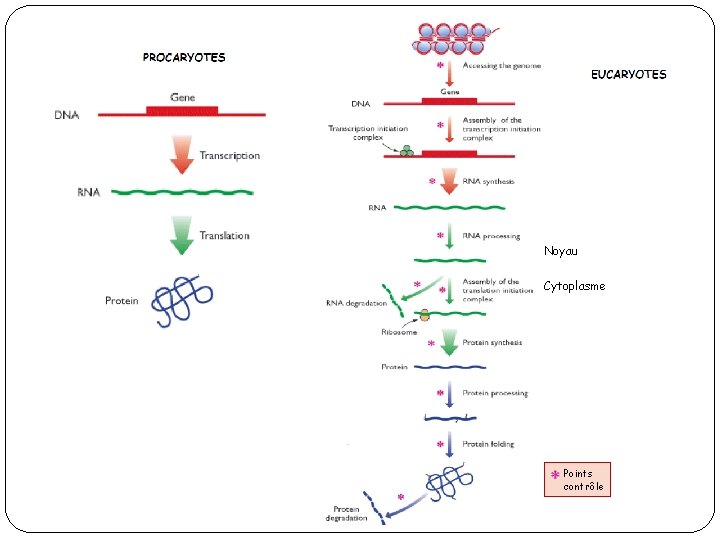 Noyau Cytoplasme Points contrôle 