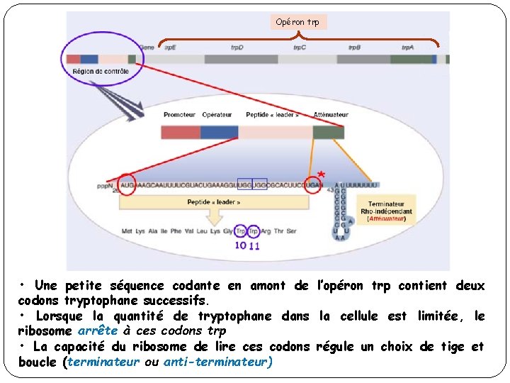 Opéron trp • Une petite séquence codante en amont de l’opéron trp contient deux