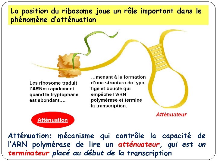 La position du ribosome joue un rôle important dans le phénomène d’atténuation Atténuation: mécanisme