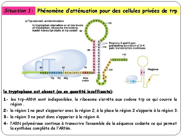 Situation 1: Phénomène d’atténuation pour des cellules privées de trp le tryptophane est absent