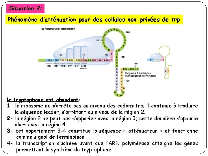 Situation 2: Phénomène d’atténuation pour des cellules non-privées de trp le tryptophane est abondant: