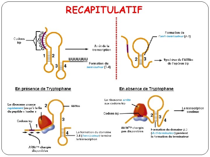 RECAPITULATIF 