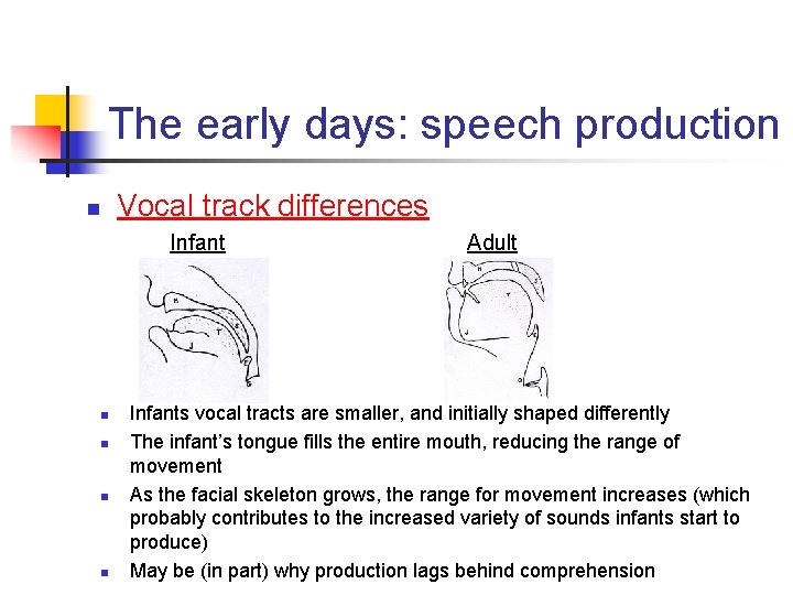The early days: speech production n Vocal track differences Infant n n Adult Infants