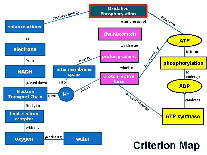 Oxidative Phosphorylation rgy s ene re captu uses process of redox reactions ne rat