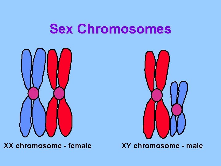 Sex Chromosomes XX chromosome - female XY chromosome - male 