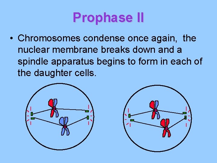 Prophase II • Chromosomes condense once again, the nuclear membrane breaks down and a