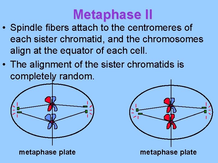 Metaphase II • Spindle fibers attach to the centromeres of each sister chromatid, and