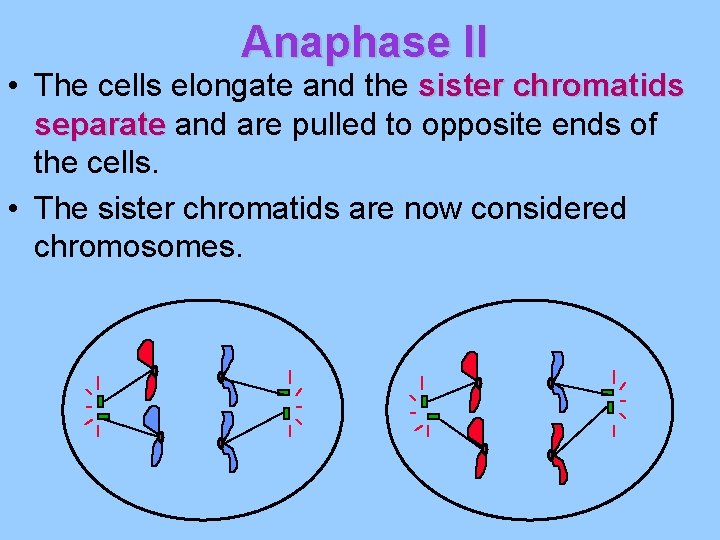 Anaphase II • The cells elongate and the sister chromatids separate and are pulled