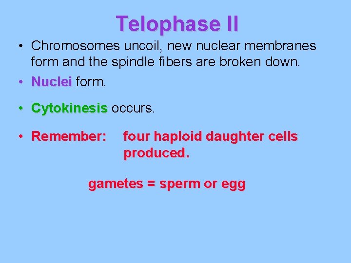 Telophase II • Chromosomes uncoil, new nuclear membranes form and the spindle fibers are