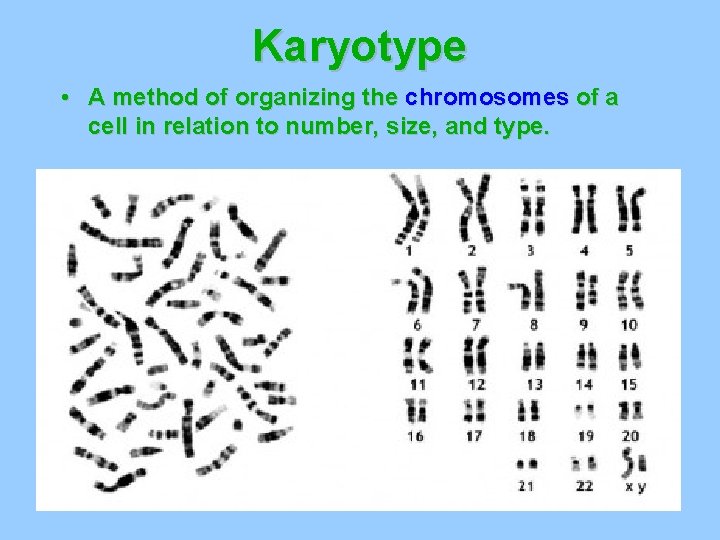 Karyotype • A method of organizing the chromosomes of a cell in relation to