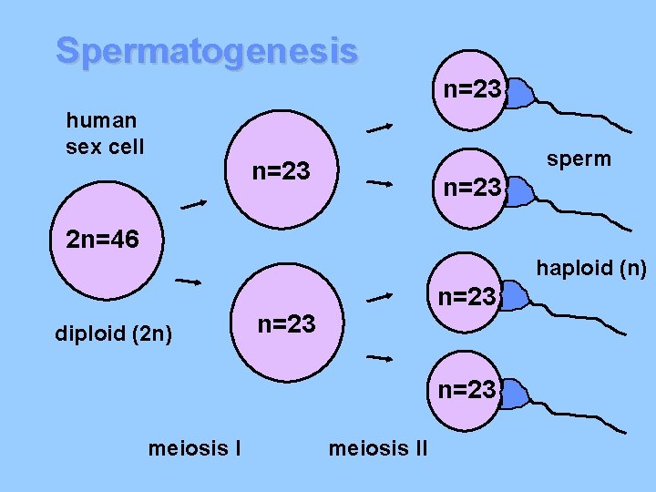 Spermatogenesis n=23 human sex cell sperm n=23 2 n=46 haploid (n) diploid (2 n)