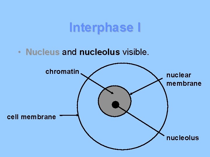 Interphase I • Nucleus and nucleolus visible. chromatin nuclear membrane cell membrane nucleolus 