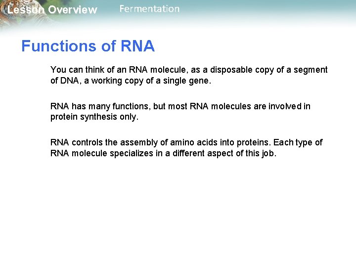 Lesson Overview Fermentation Functions of RNA You can think of an RNA molecule, as
