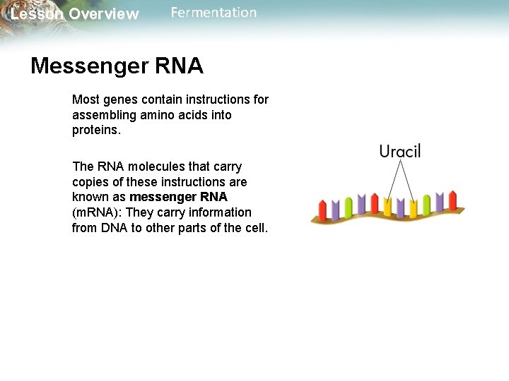 Lesson Overview Fermentation Messenger RNA Most genes contain instructions for assembling amino acids into