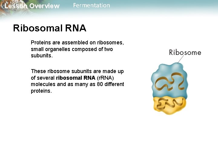 Lesson Overview Fermentation Ribosomal RNA Proteins are assembled on ribosomes, small organelles composed of