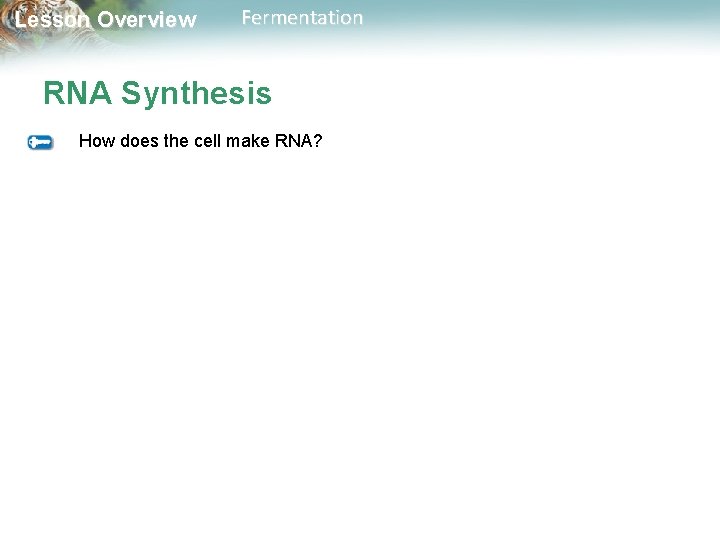 Lesson Overview Fermentation RNA Synthesis How does the cell make RNA? 