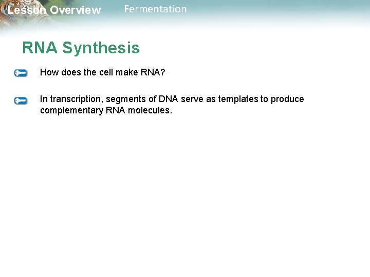 Lesson Overview Fermentation RNA Synthesis How does the cell make RNA? In transcription, segments