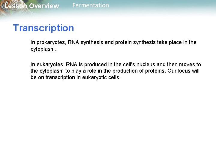 Lesson Overview Fermentation Transcription In prokaryotes, RNA synthesis and protein synthesis take place in