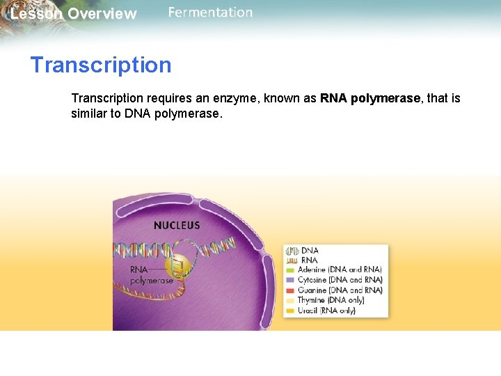 Lesson Overview Fermentation Transcription requires an enzyme, known as RNA polymerase, that is similar