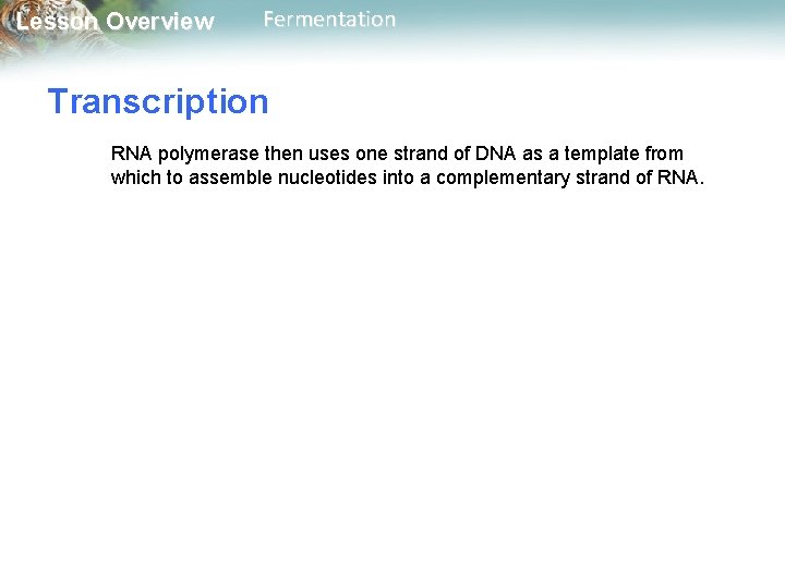 Lesson Overview Fermentation Transcription RNA polymerase then uses one strand of DNA as a