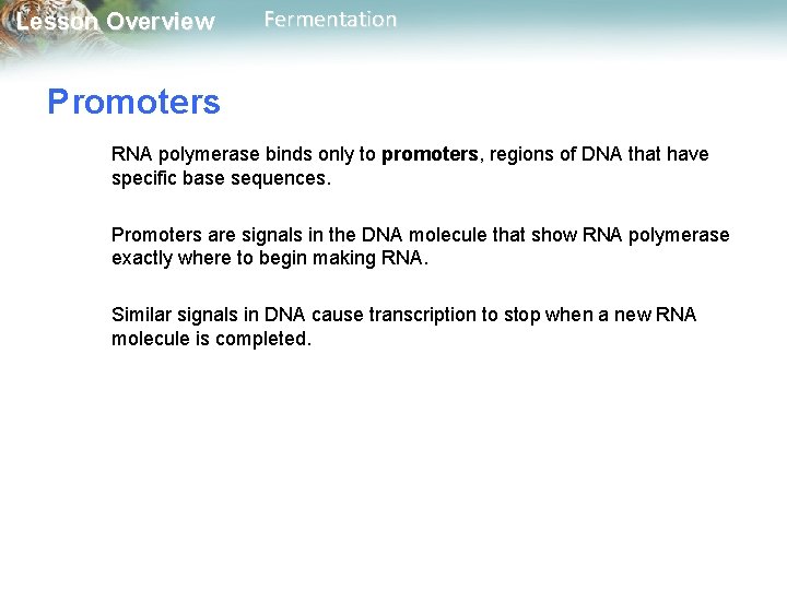 Lesson Overview Fermentation Promoters RNA polymerase binds only to promoters, regions of DNA that