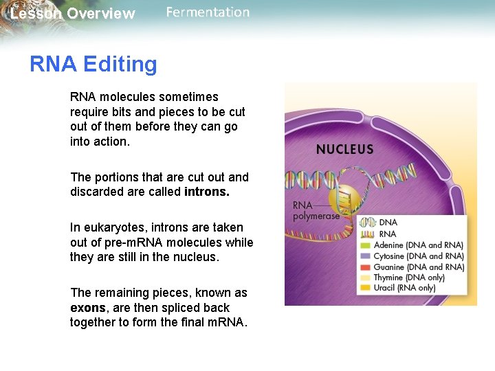 Lesson Overview Fermentation RNA Editing RNA molecules sometimes require bits and pieces to be