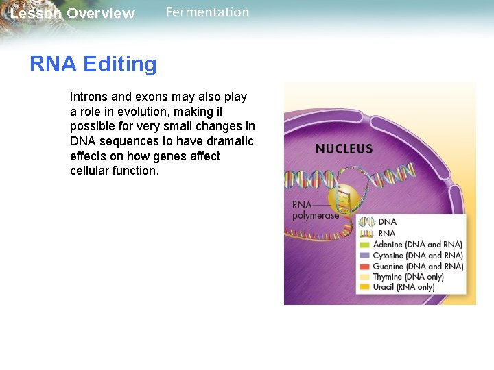 Lesson Overview Fermentation RNA Editing Introns and exons may also play a role in