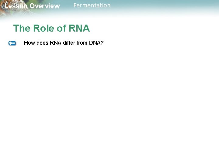 Lesson Overview Fermentation The Role of RNA How does RNA differ from DNA? 