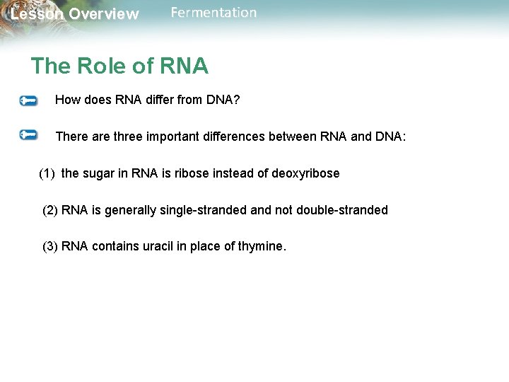 Lesson Overview Fermentation The Role of RNA How does RNA differ from DNA? There